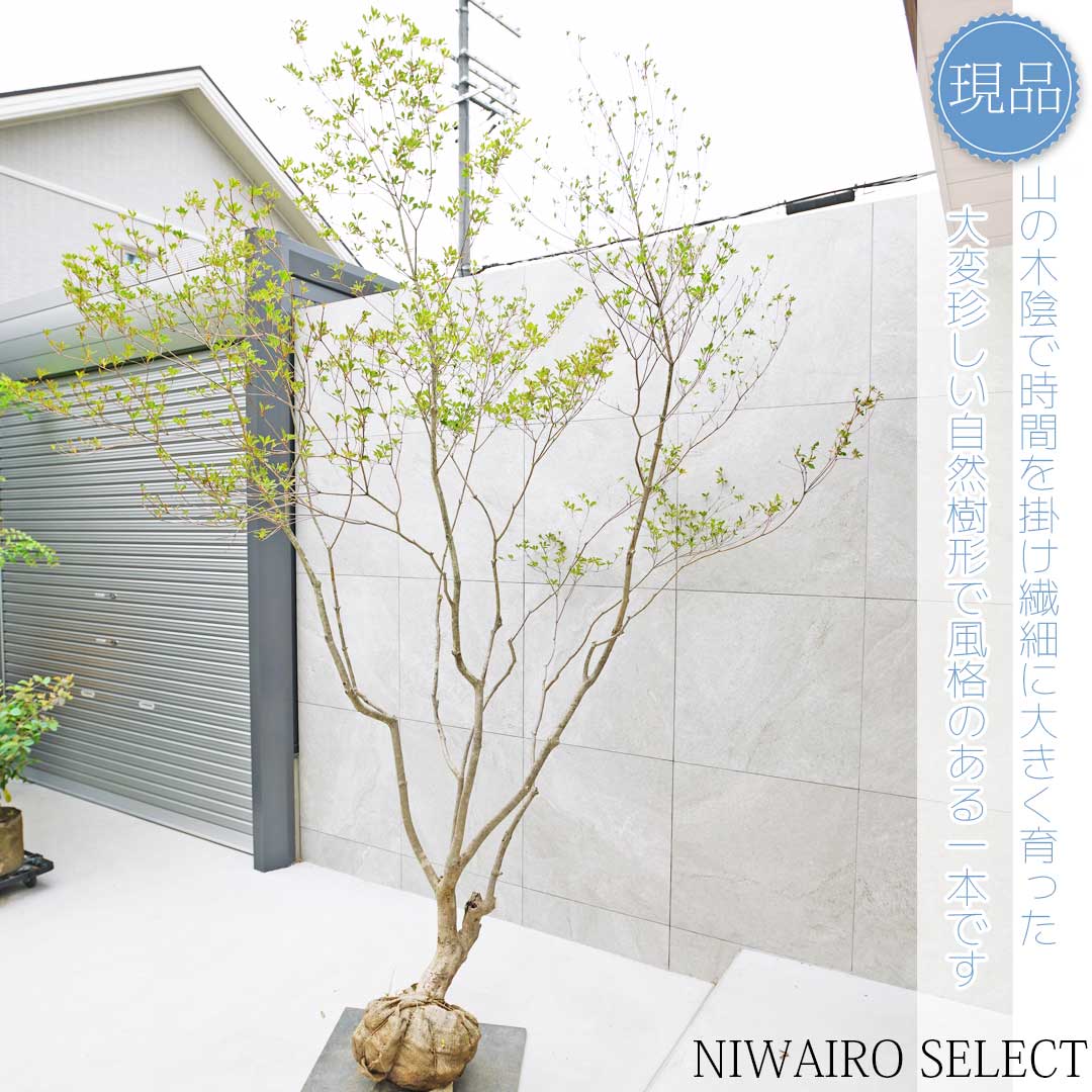 楽天市場】大型 山採り【ドウダンツツジ】 本株立ち 自然樹形