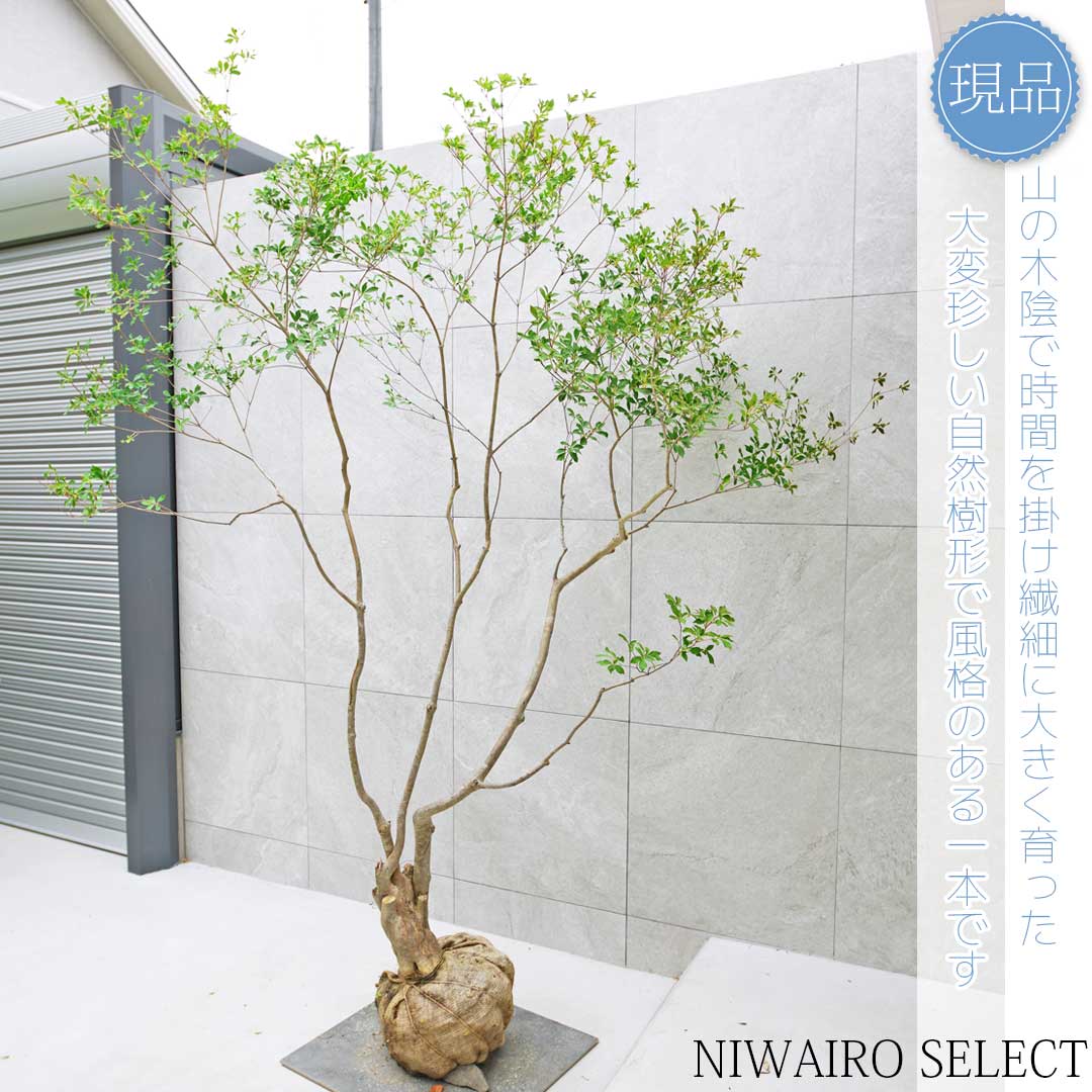 楽天市場】【現品】山採り【大型アブラツツジ】アブラドウダンツツジ