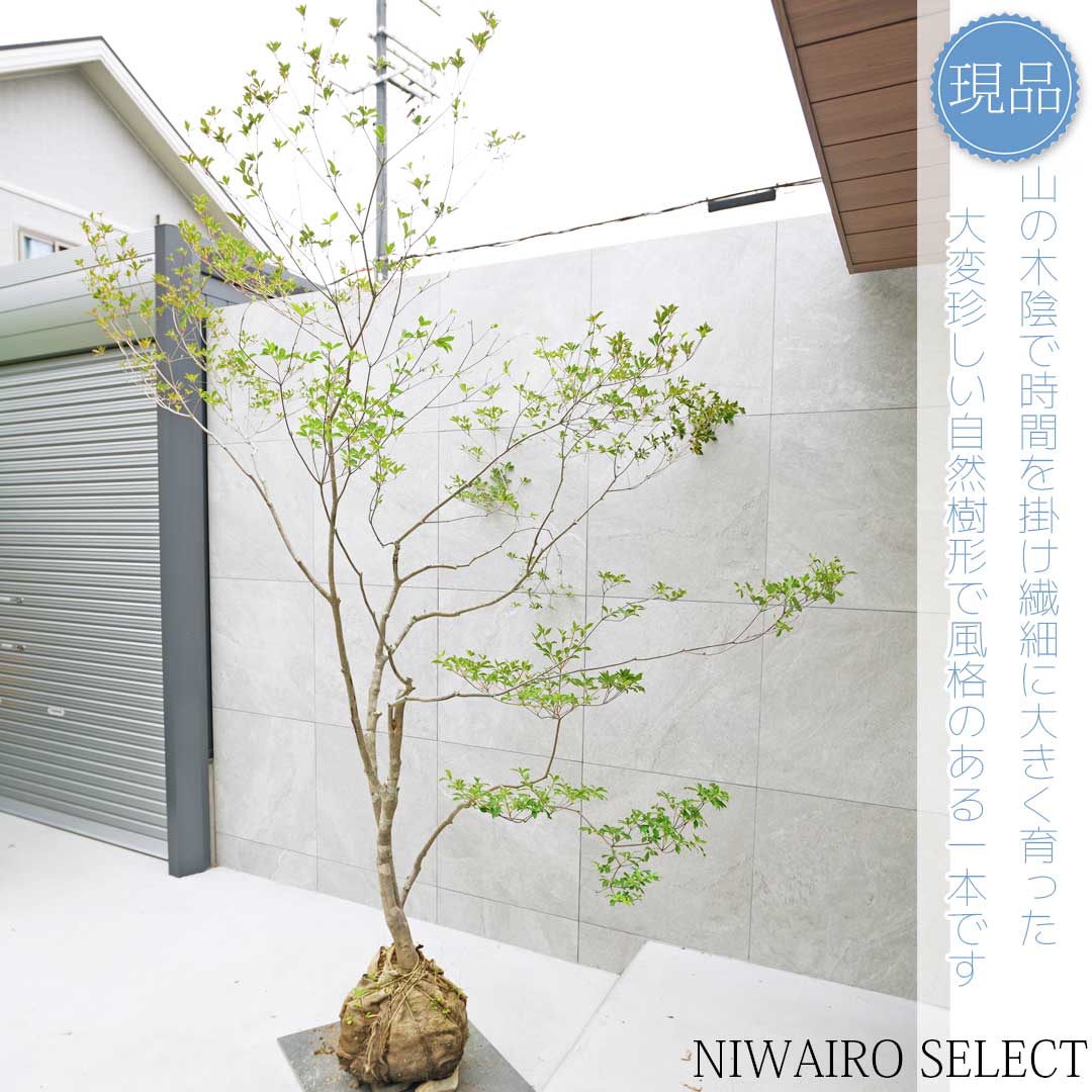 楽天市場】山採り【ドウダンツツジ】 自然樹形 株立ち 樹高H