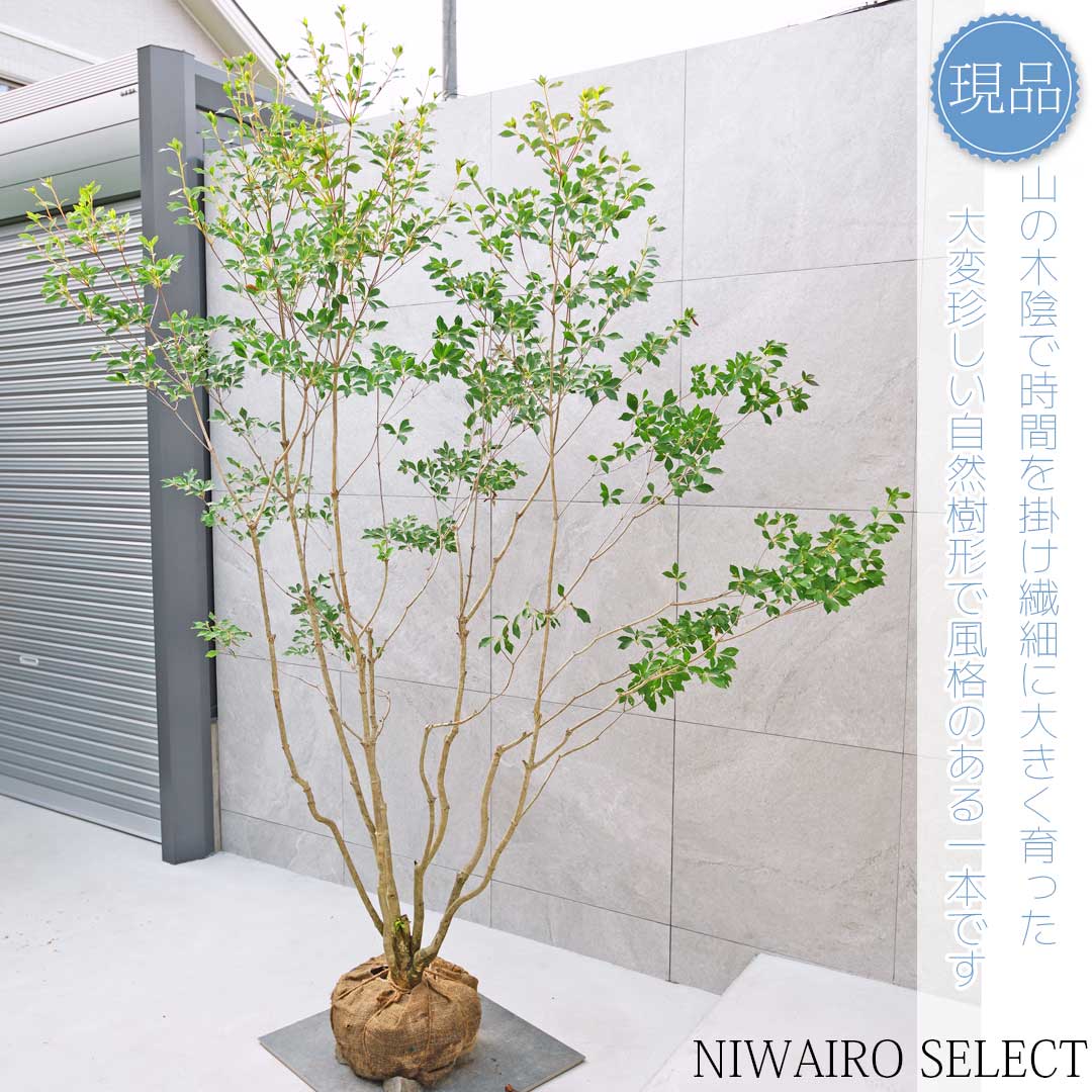 楽天市場】大型 山採り【ドウダンツツジ】 本株立ち 自然樹形