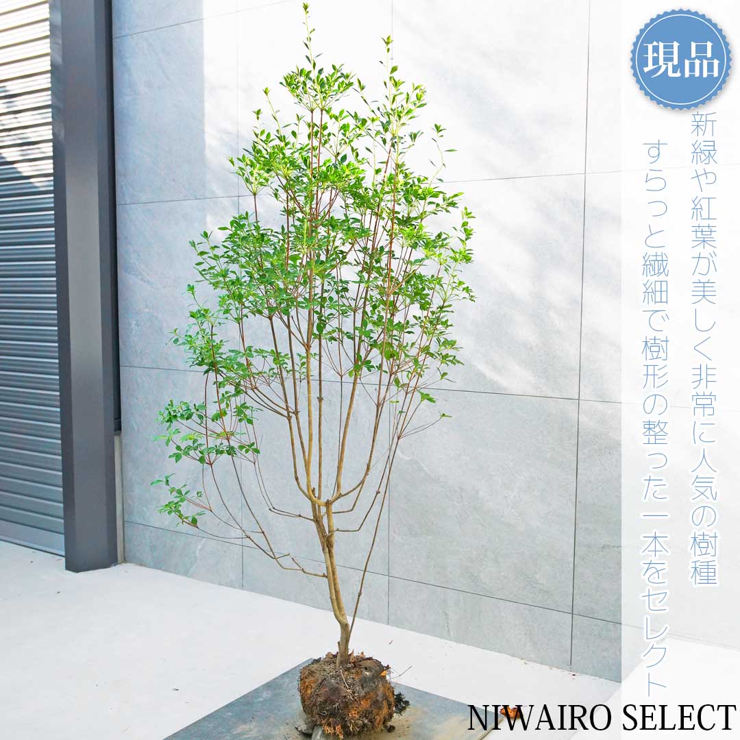 楽天市場】山採り【ドウダンツツジ】 自然樹形 株立ち 樹高H≒180 × 枝