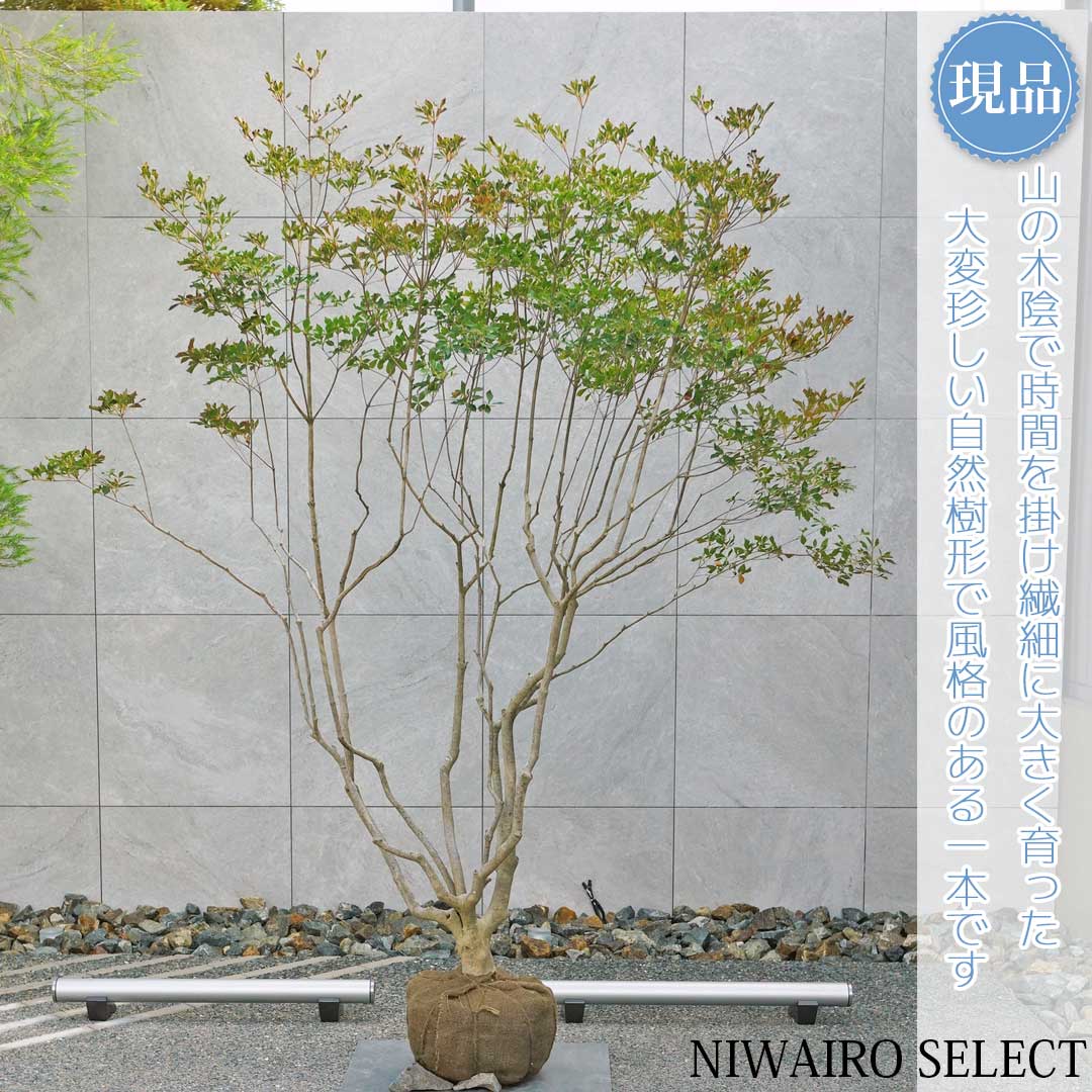 楽天市場】大型 山採り【ドウダンツツジ】 株立ち 自然樹形 樹高