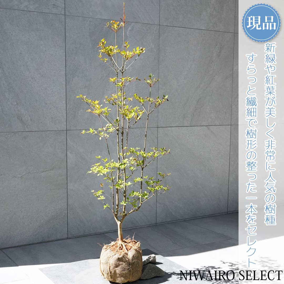 流れ樹形の曲線美が美しい 枝流れ ドウダンツツジ 355 樹高1.7m位 流れ樹形の曲線美が美しい 枝流れ ドウダンツツジ 355 樹高1.7m位