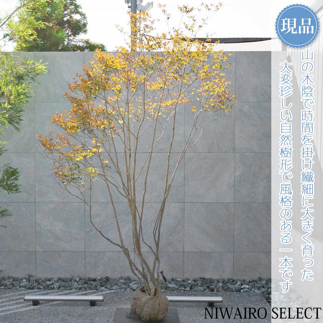 専用です！ a 山採り　ドウダンツツジ ドウダンツツジ⭐天然物 A 山採り天然木/自然樹形】ドウダンツツジ/大