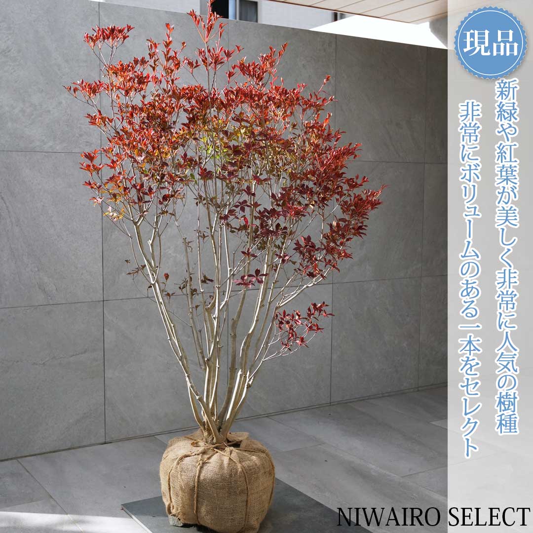 楽天市場】山採り【ドウダンツツジ】 自然樹形 本株立ち 樹高H≒300