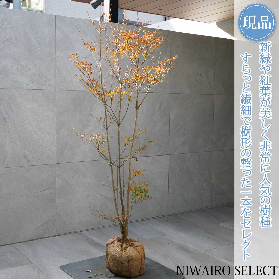 楽天市場】山採り【ドウダンツツジ】 自然樹形 株立ち 樹高H≒180 × 枝