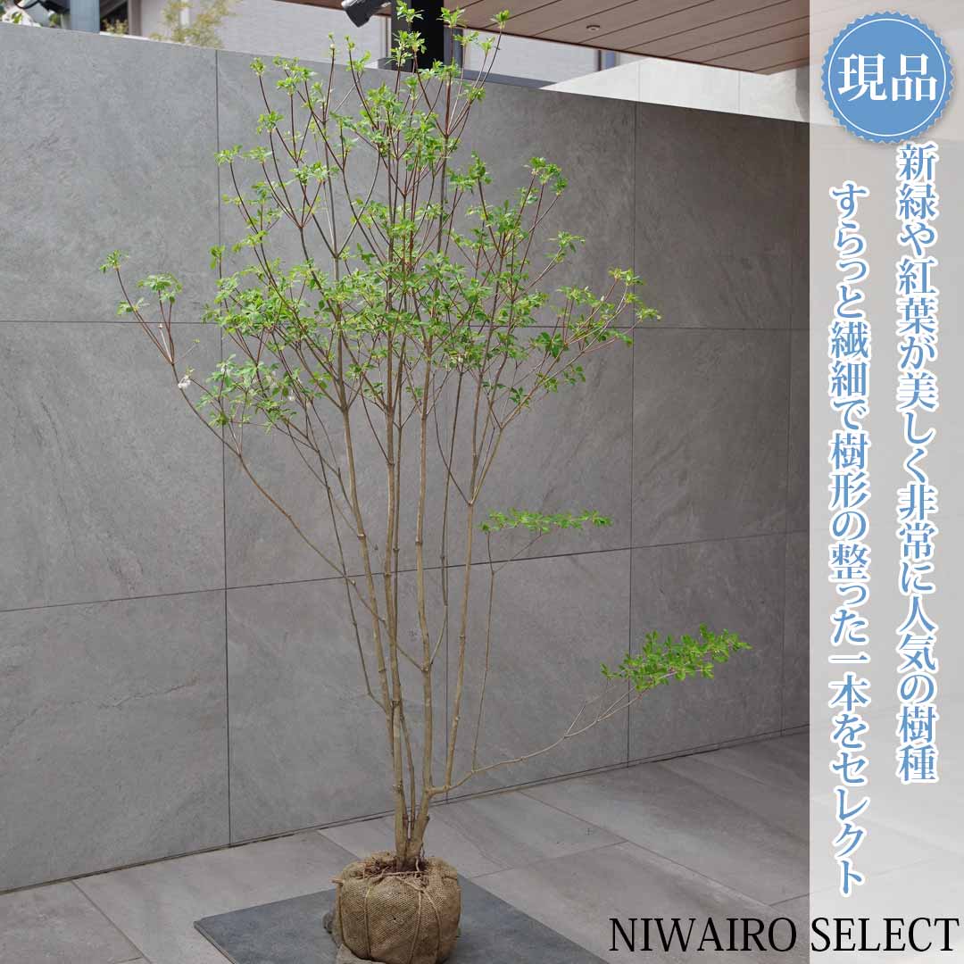 一般受け樹種