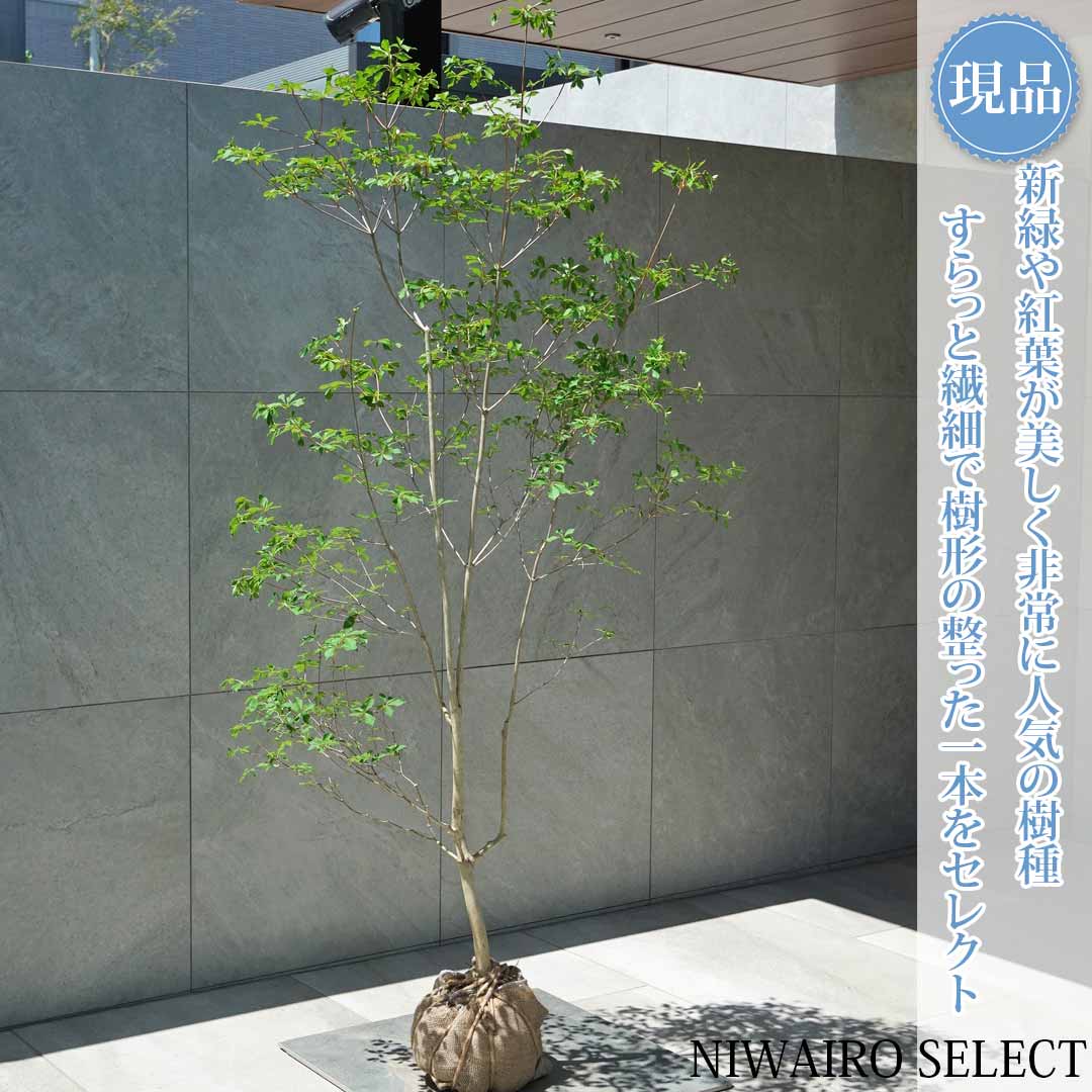 一般受け樹種
