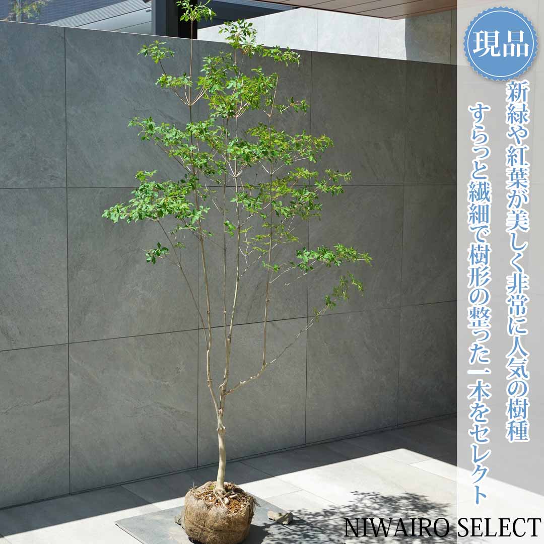 一般受け樹種