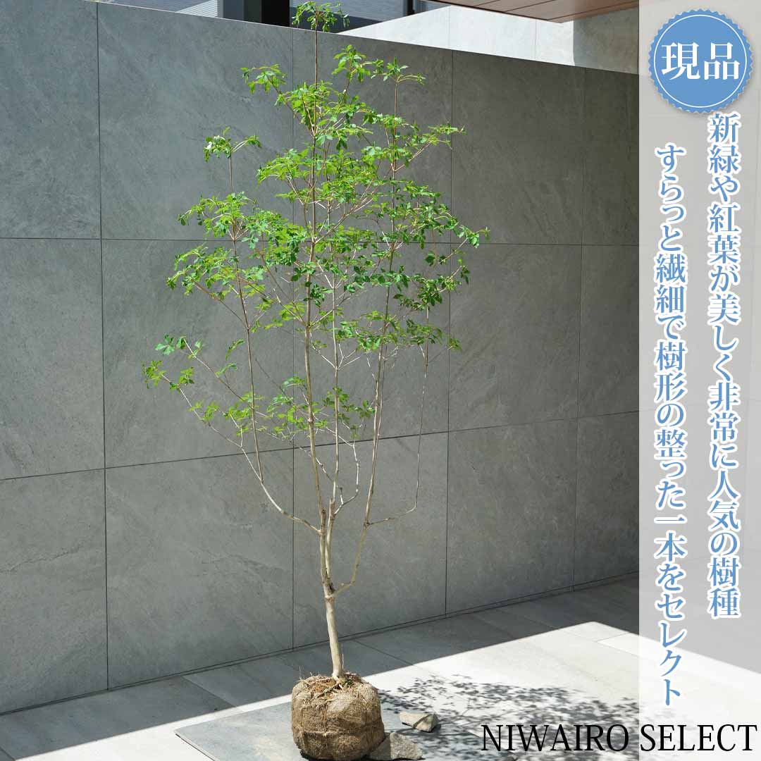 一般受け樹種