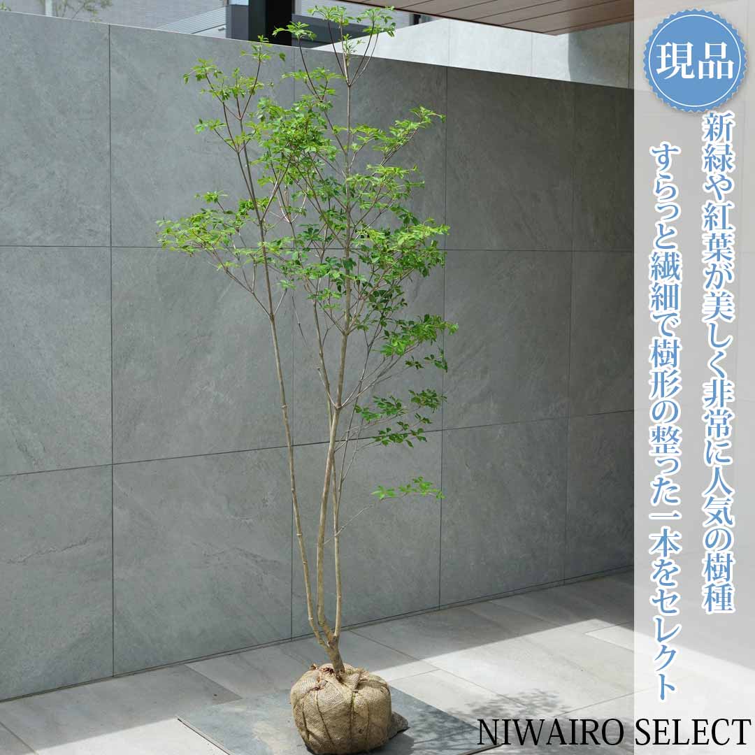 一般受け樹種