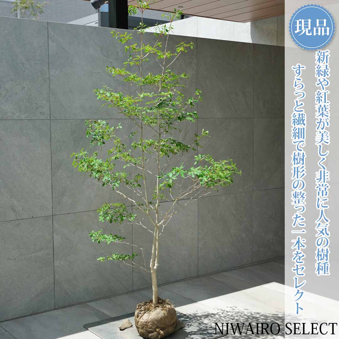 一般受け樹種