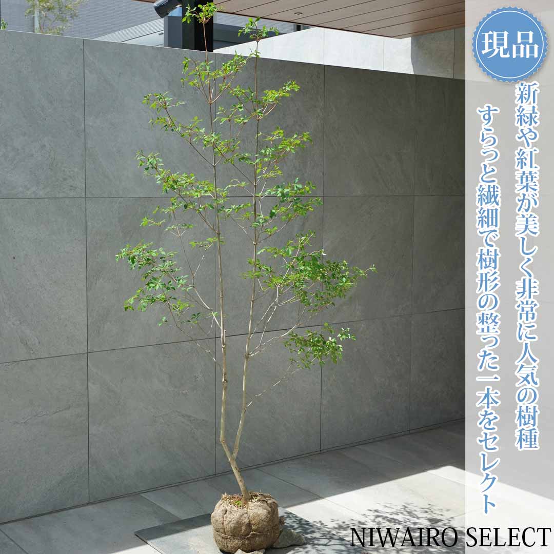一般受け樹種