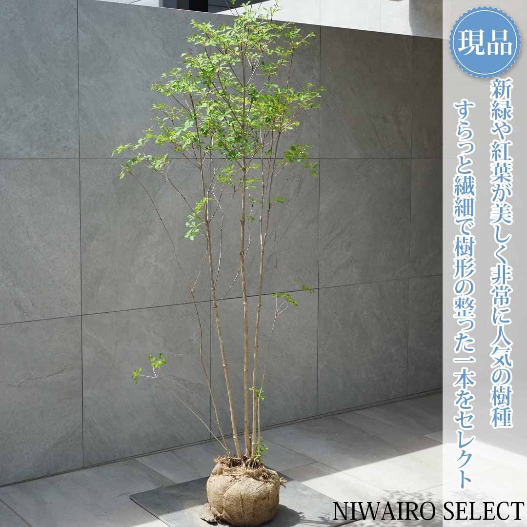 一般受け樹種