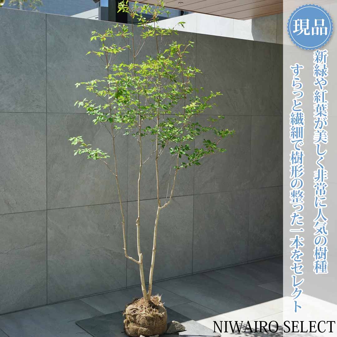 一般受け樹種