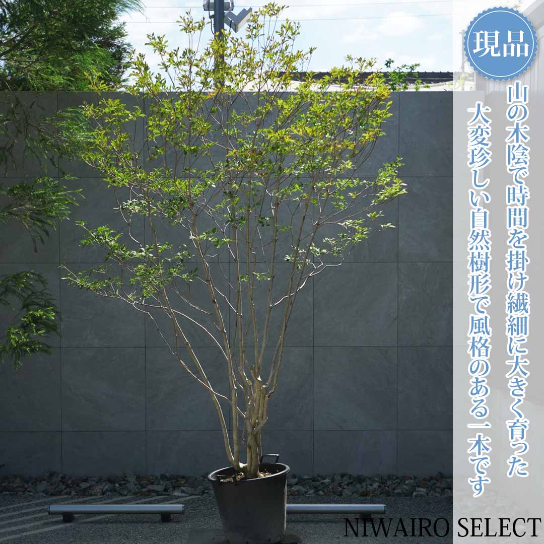 楽天市場】【現品】山採り【大型ドウダンツツジ】灯台躑躅 本株立ち
