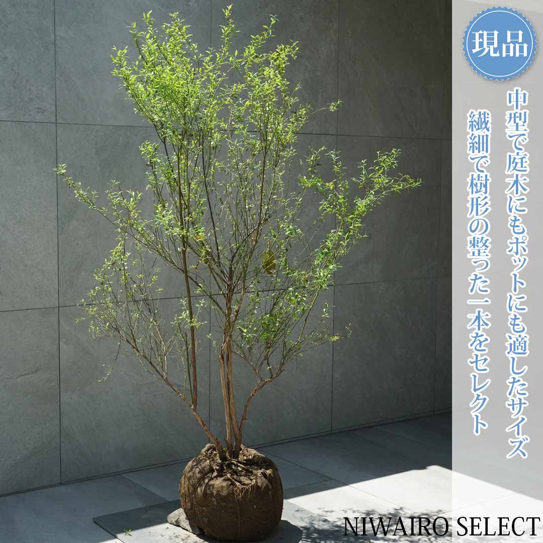 一般受け樹種