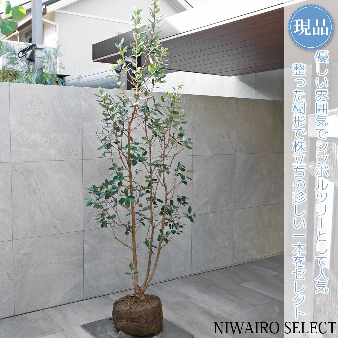 楽天市場】《現品発送・送料無料》フェイジョア 株立ち 樹高1.4