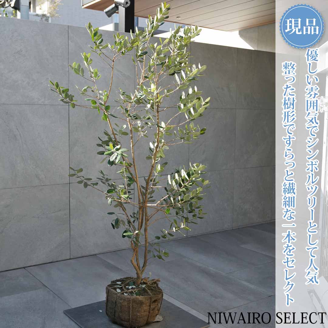 一般受け樹種