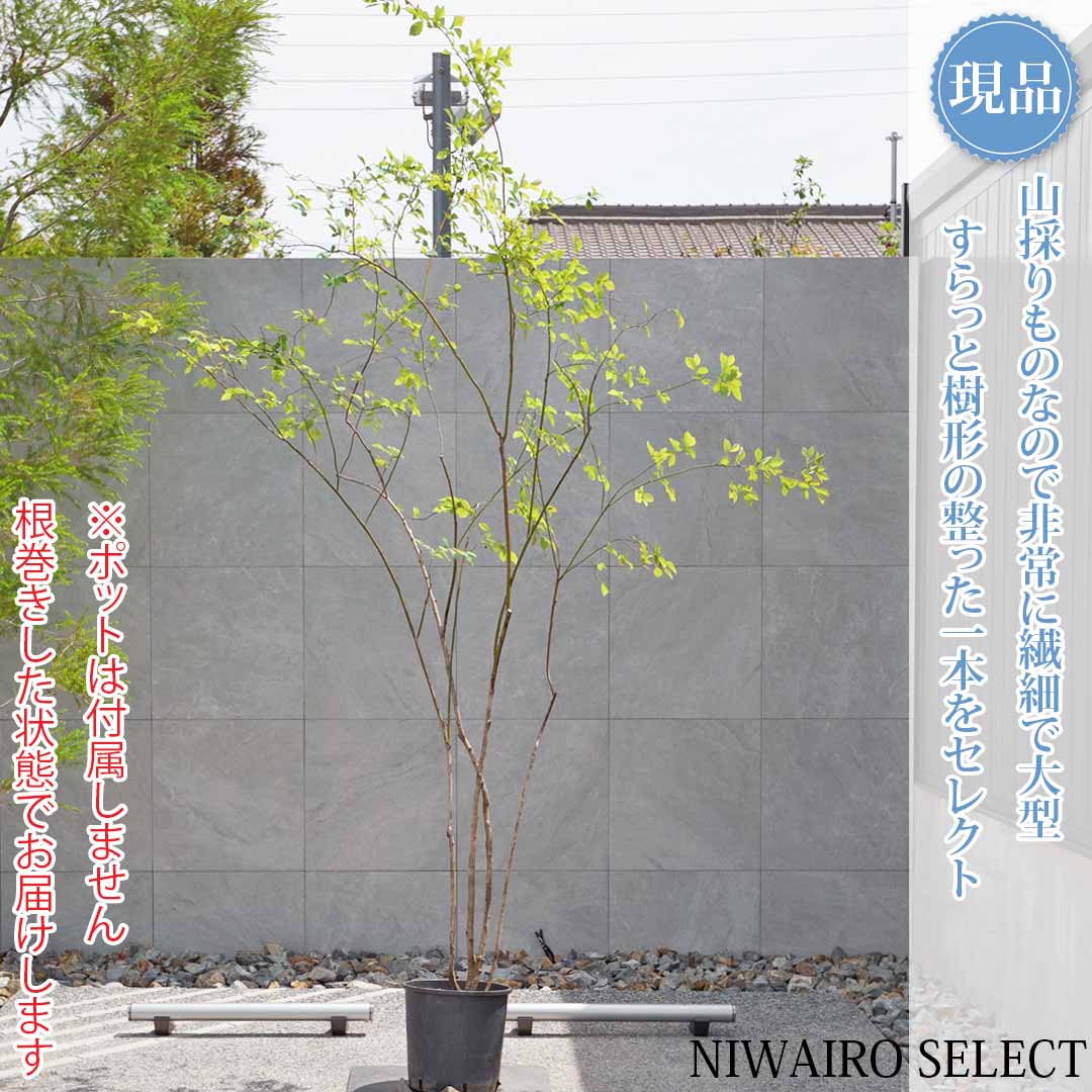 一般受け樹種