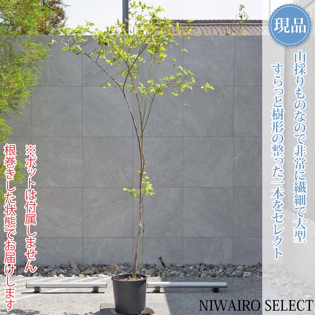 一般受け樹種