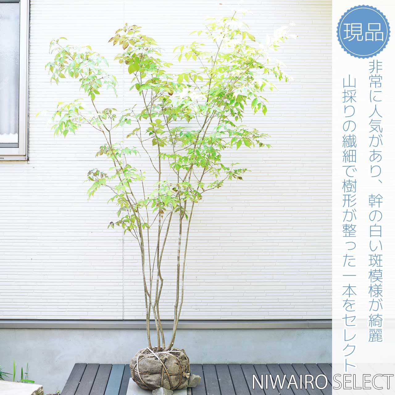 【楽天市場】山採り【アオダモ】 株立ち 自然樹形 コバノトネリコ 樹高H≒180 × 枝張W≒120cm 高木 落葉樹 小型 中型 大型 雑木 ...
