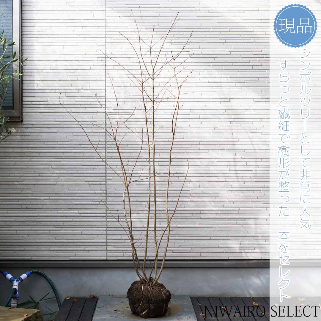 【逸品】 楽天市場】【現品】山採り【クロモジ】黒文字 自然風樹形 株立ち 落葉樹
