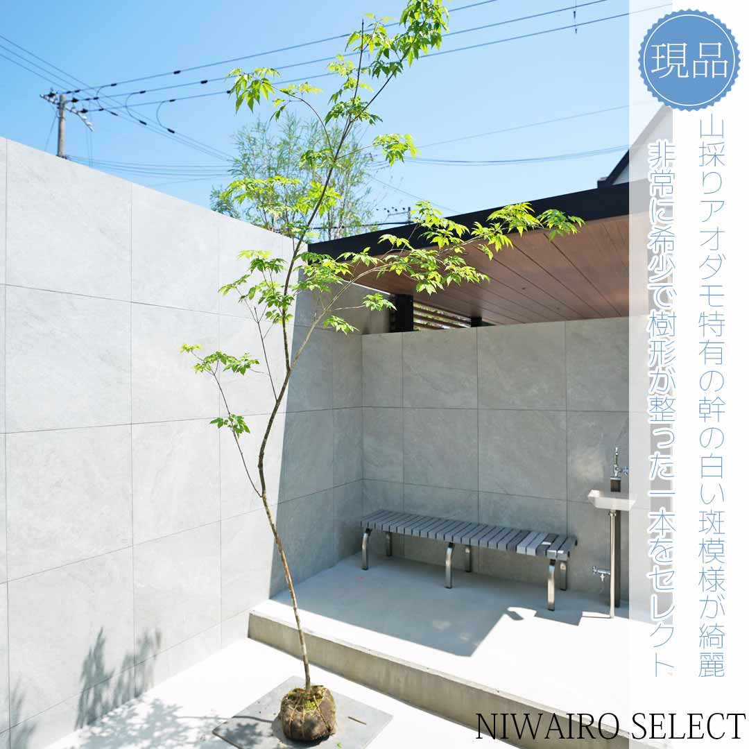 楽天市場】イロハモミジ 株立ち 樹高1.8〜2.0m前後(根鉢含まず) 単品