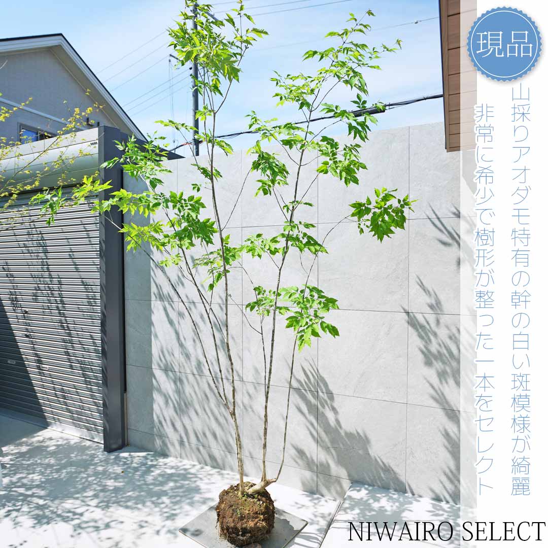 楽天市場】【ハイノキ】株立ち 自然風樹形 樹高H≒215 × 枝張W 楽天市場】【ハイノキ】株立ち 自然風樹形 樹高H≒215 × 枝張W