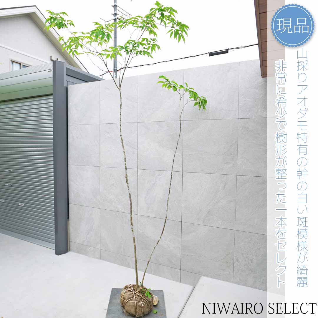 楽天市場】【ミヤマアオダモ】 株立ち 自然樹形 樹高H≒175 × 枝