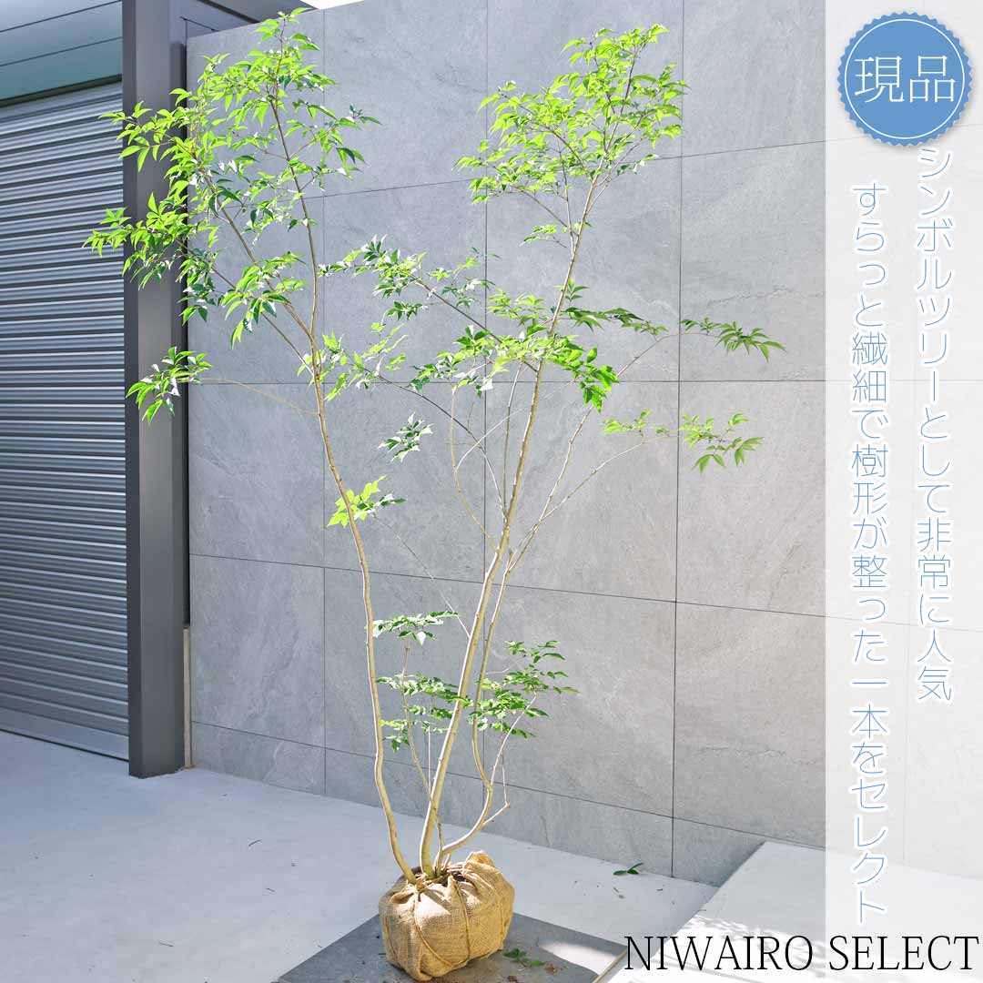 楽天市場】山採り【アオダモ】 株立ち 自然樹形 コバノトネリコ