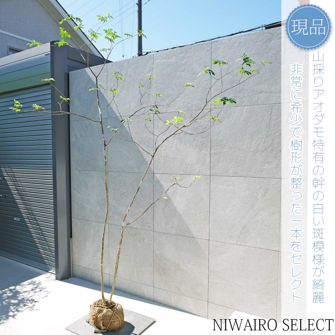 楽天市場】【現品】山採り【アオダモ】株立ち 自然風樹形