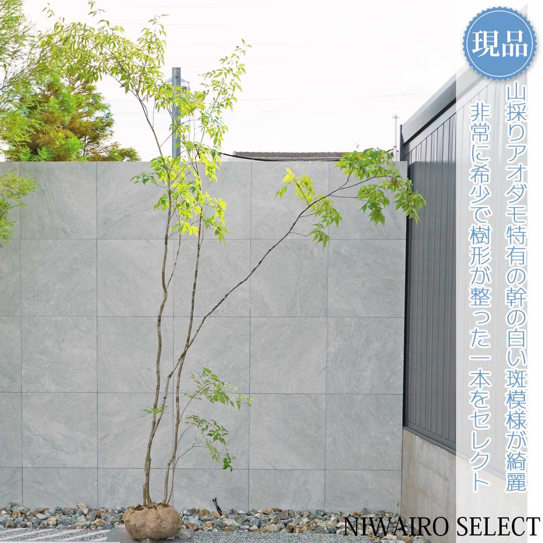楽天市場】【ミヤマアオダモ】 株立ち 自然樹形 樹高H≒175 × 枝