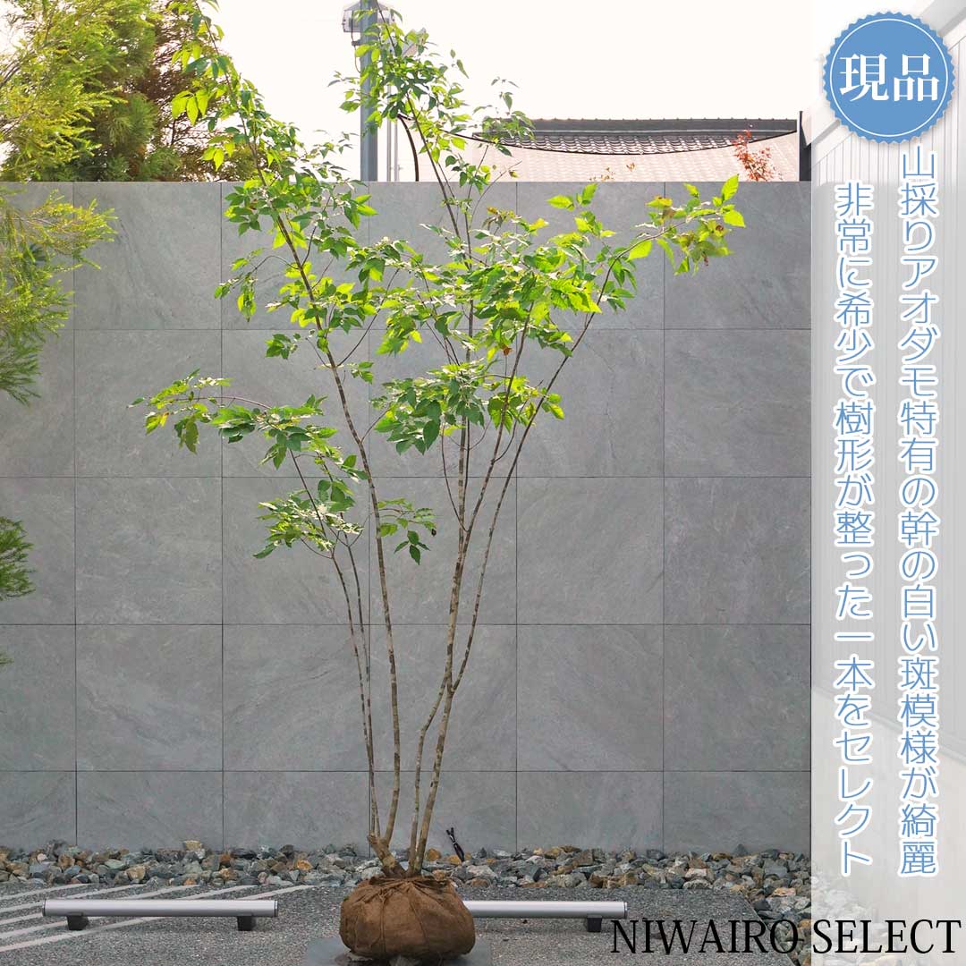 楽天市場】アオダモ 株立ち樹高2.0m前後(根鉢含まず）苗 苗木 あおだも