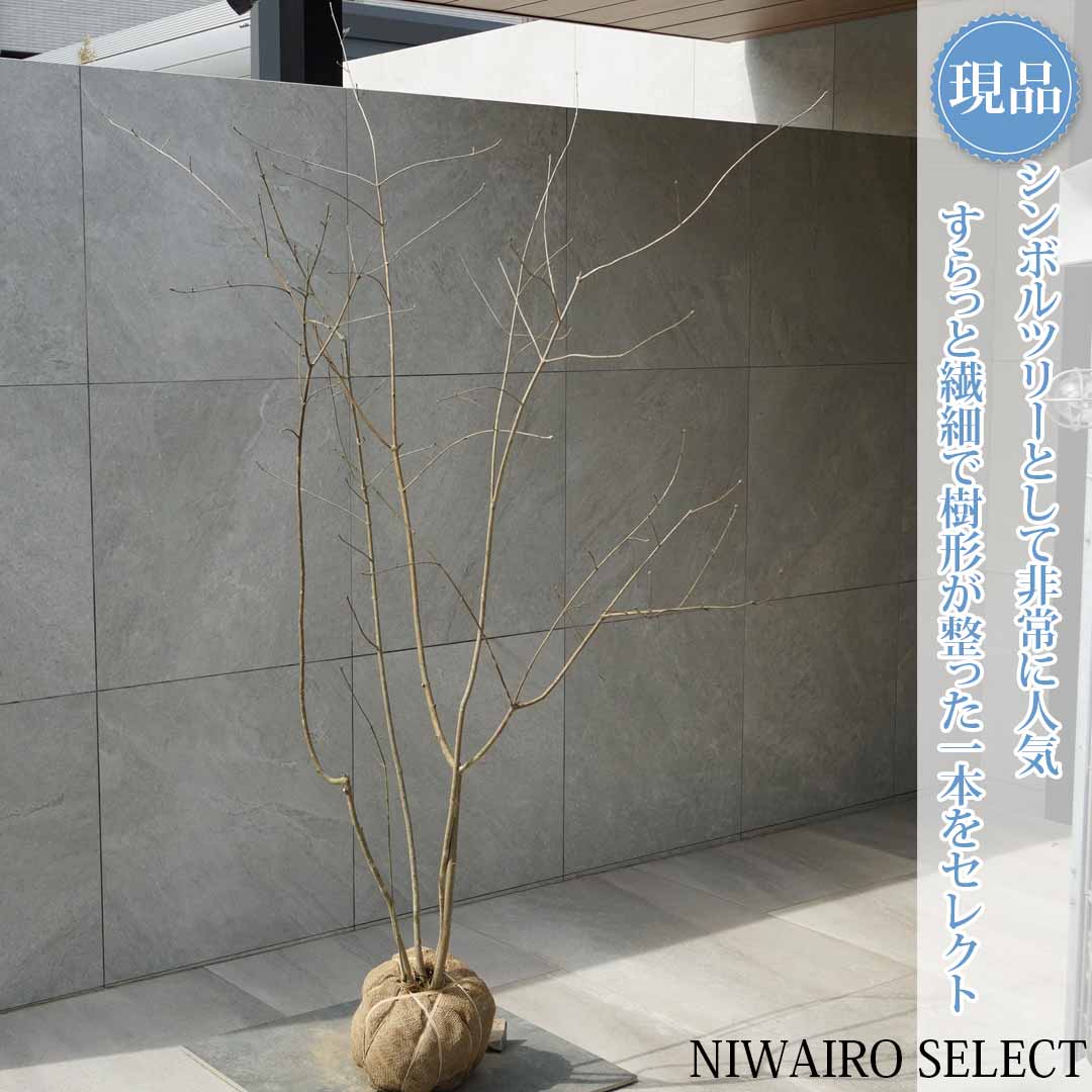 一般受け樹種