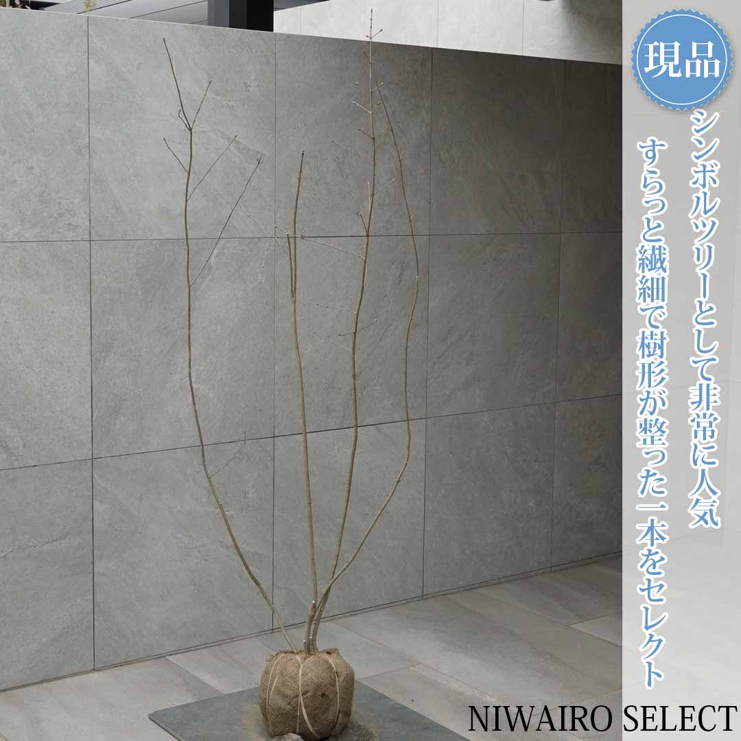 一般受け樹種