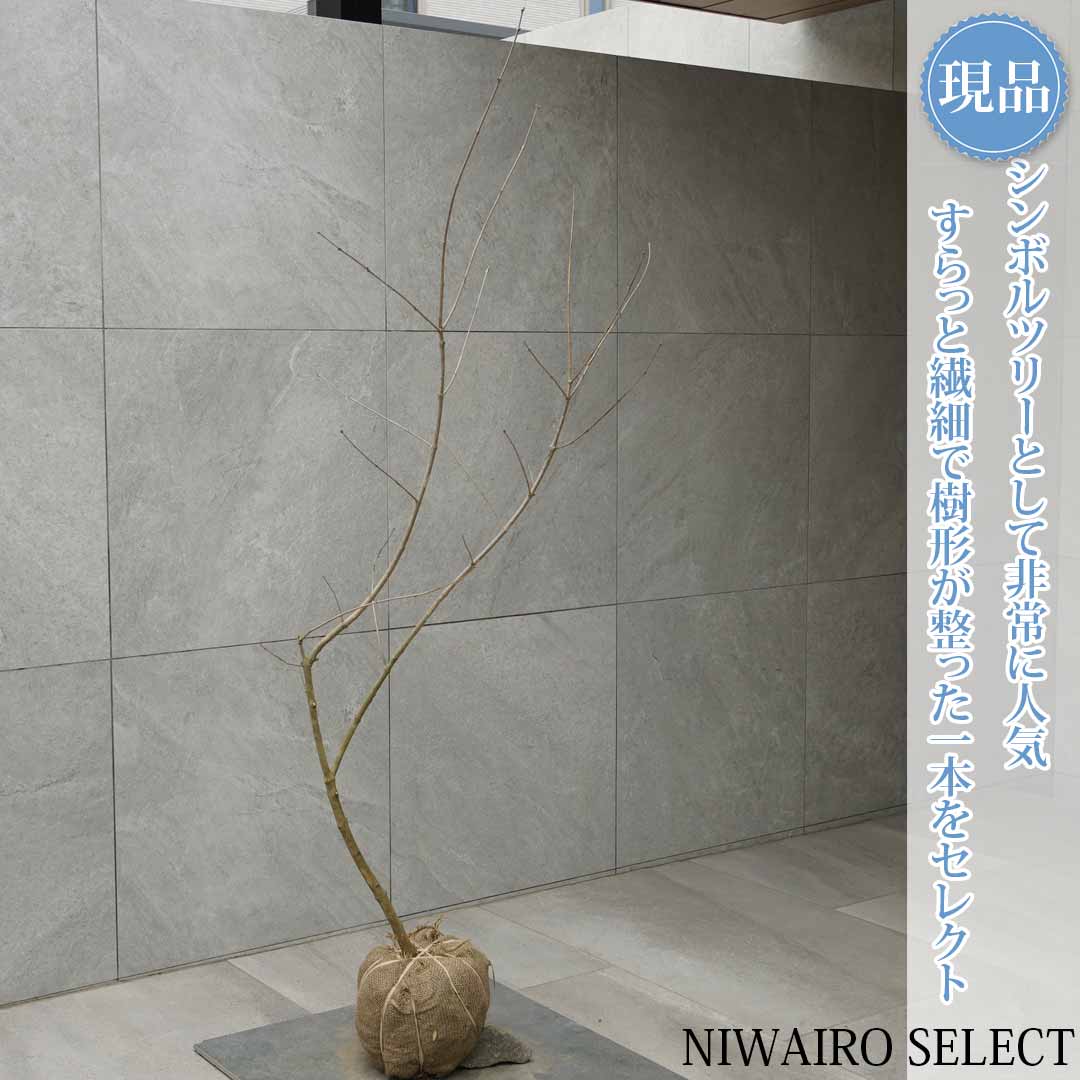 一般受け樹種