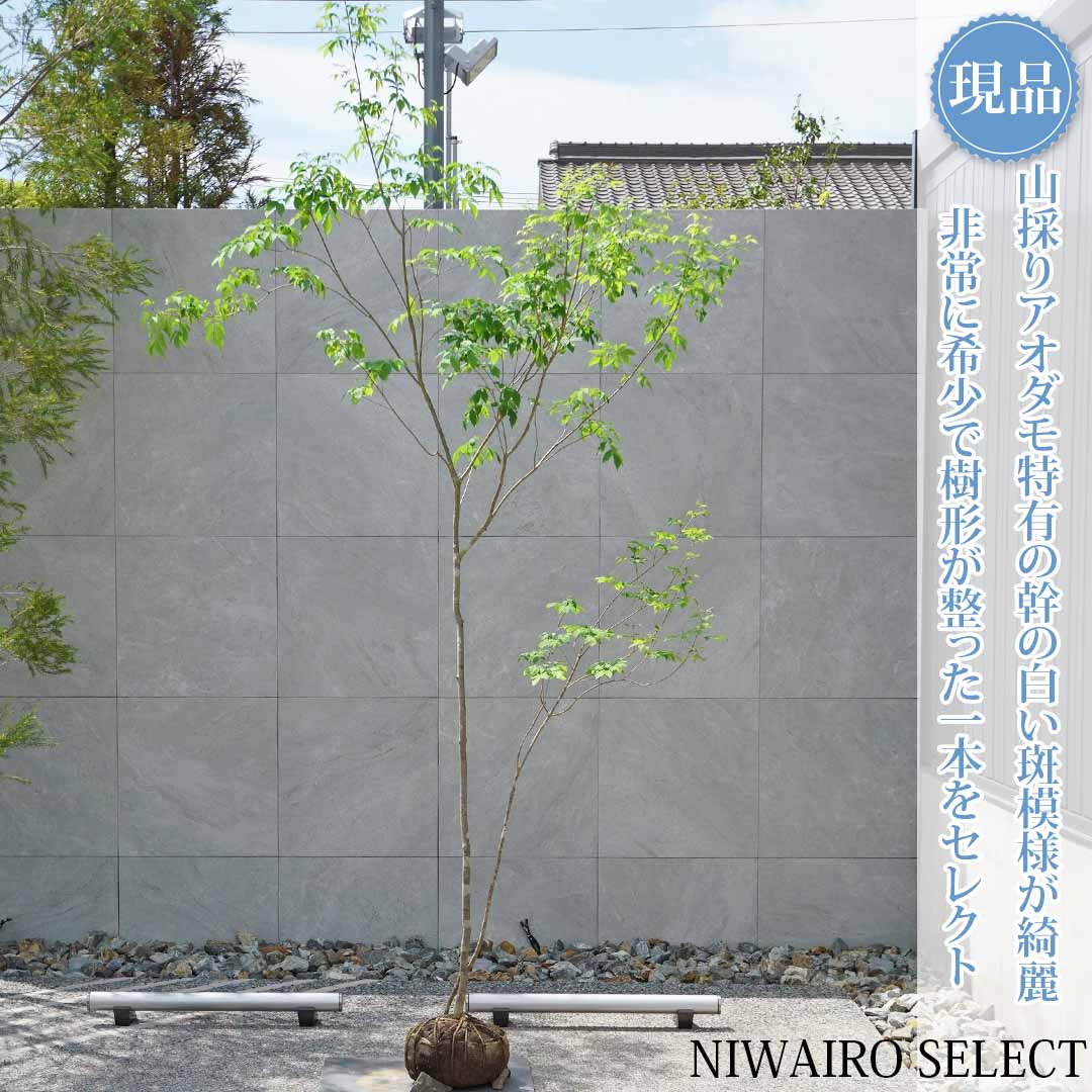 一般受け樹種