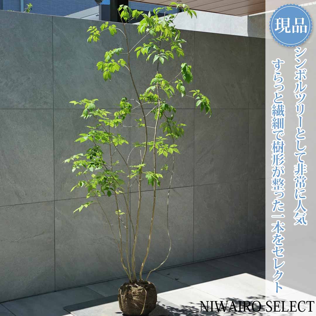 一般受け樹種