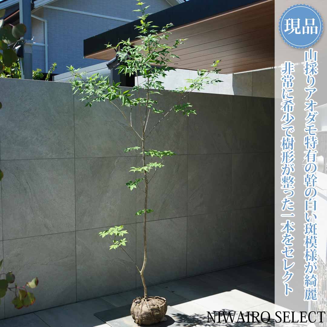 一般受け樹種