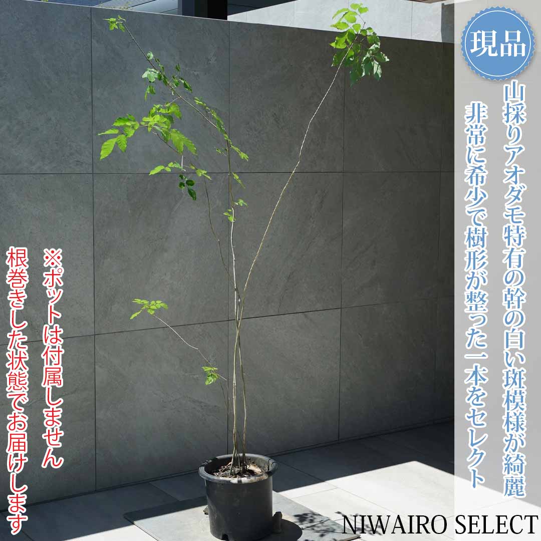 一般受け樹種