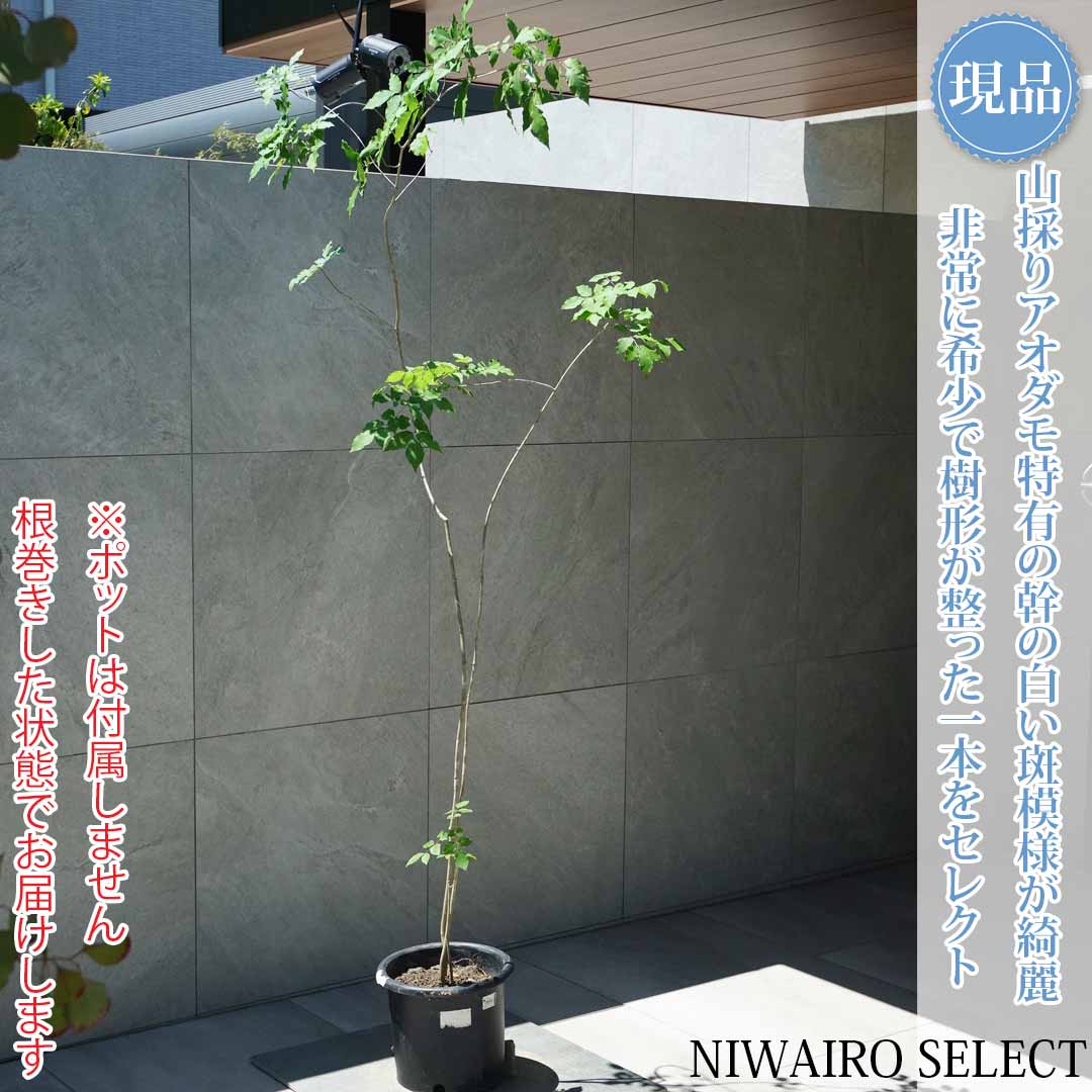 一般受け樹種