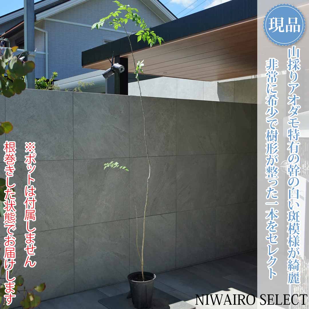 【現品】山採り【アオダモ】株立ち 自然風樹形 コバノトネリコ 樹高H≒230 × 枝張W≒50cm 高木 落葉樹 シンボルツリー 植木 庭木 樹木 植栽 和風 洋風 ガーデニング おしゃれ【送料無料】|にわいろSELECT
