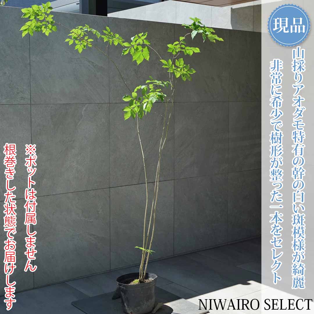 一般受け樹種