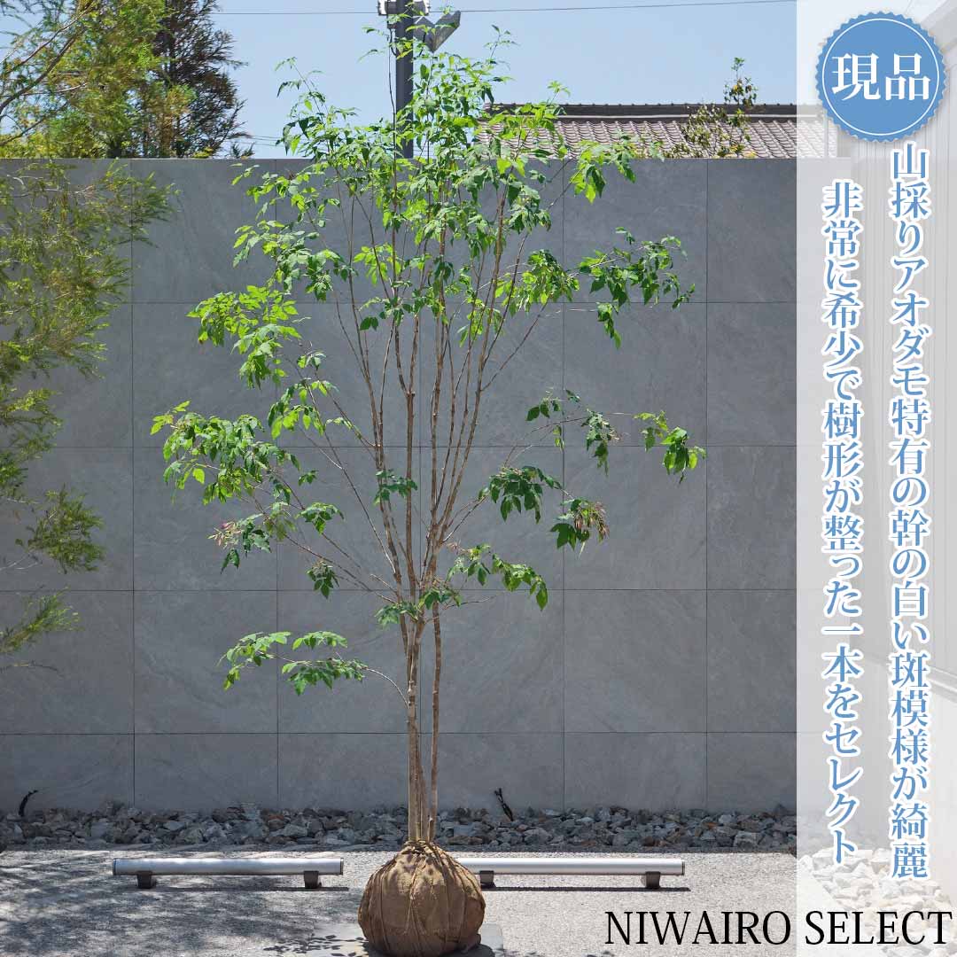 一般受け樹種