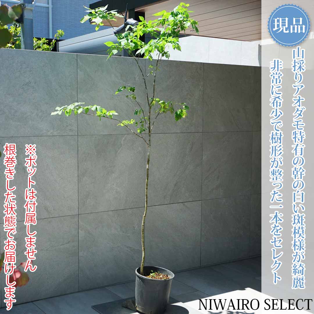 【現品】山採り【アオダモ】自然風樹形 コバノトネリコ　樹高H≒195 &times; 枝張W≒90cm　高木 落葉樹 シンボルツリー 植木 庭木 樹木 植栽 和風 洋風 ガーデニング おしゃれ【送料無料】｜にわいろSELECT