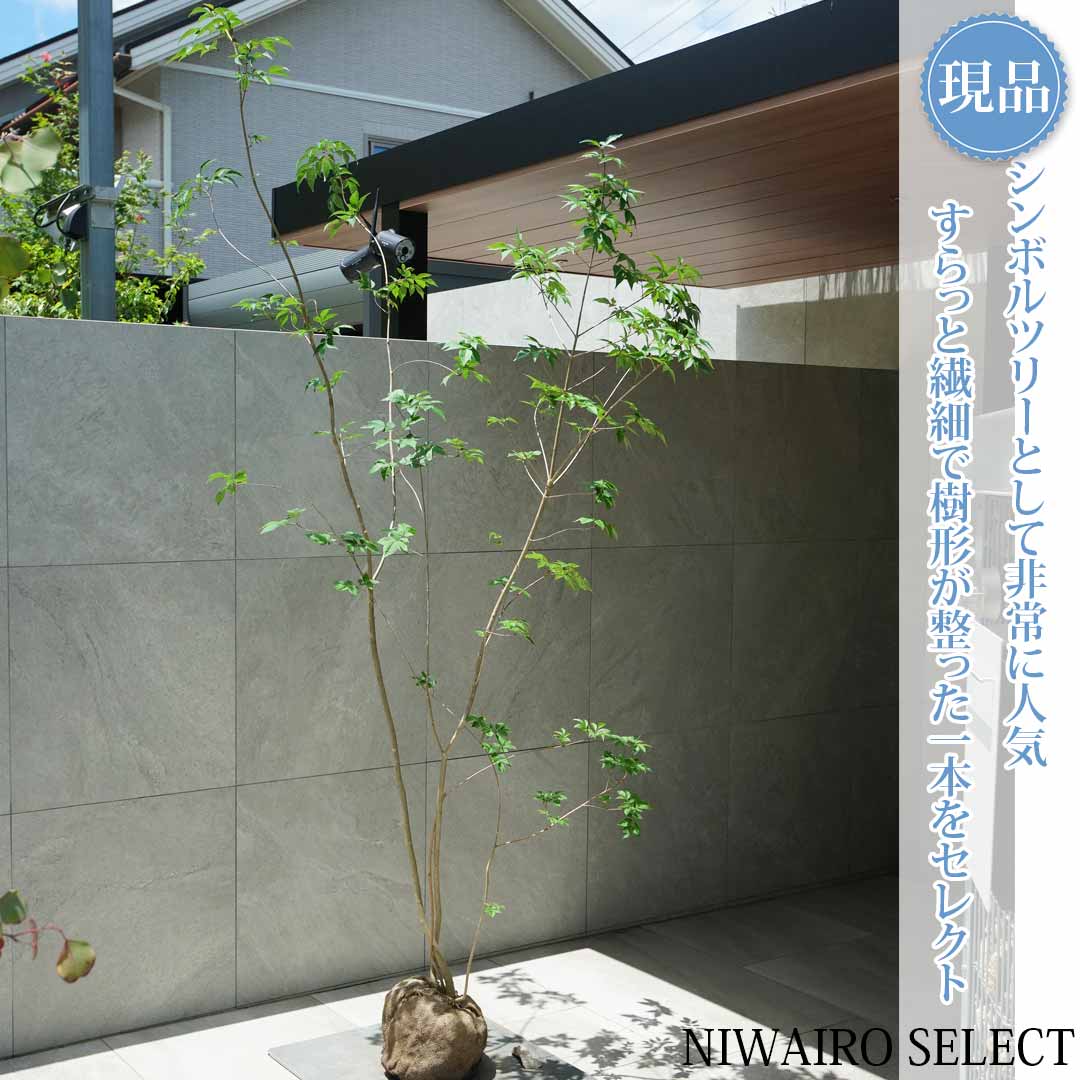 一般受け樹種
