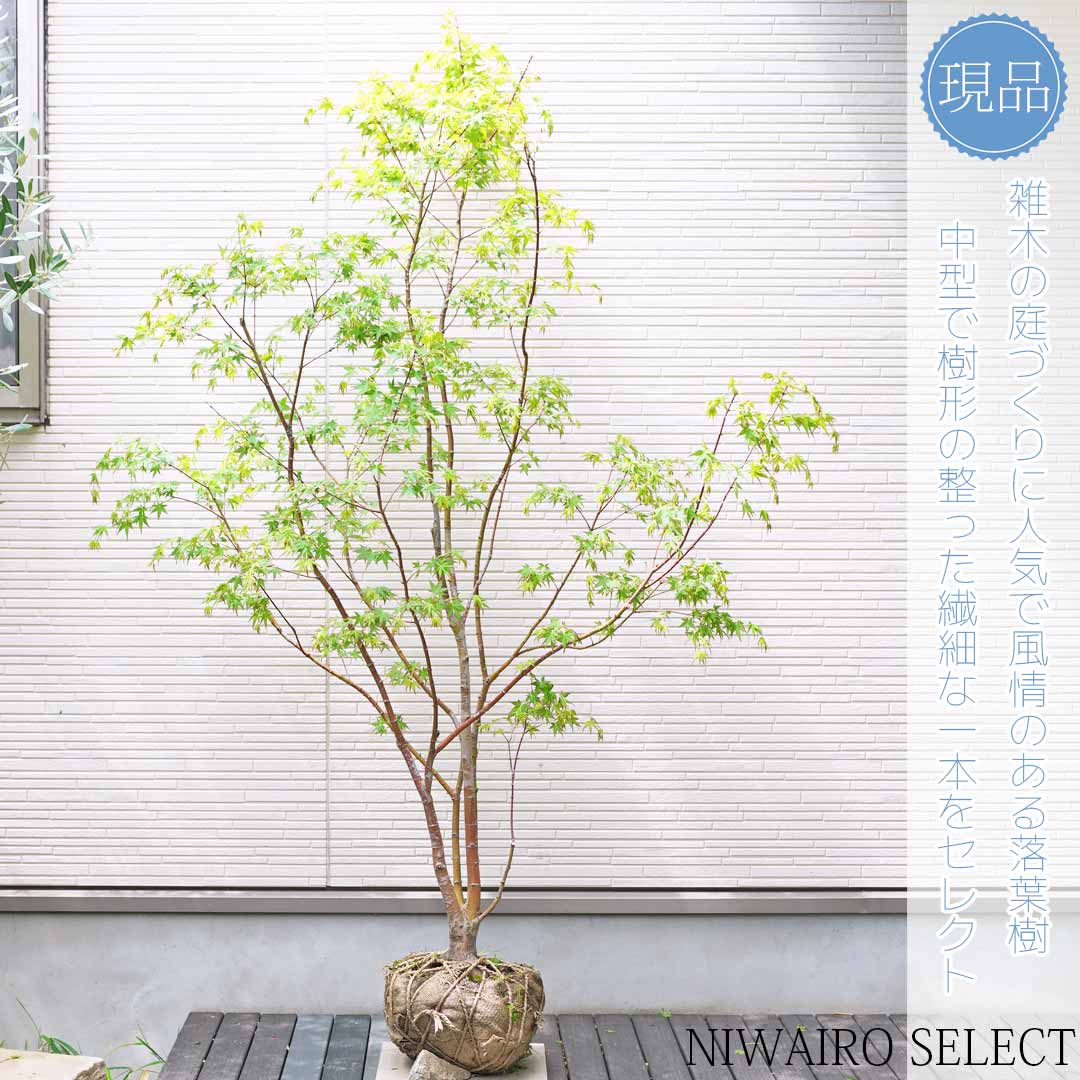 【楽天市場】【モミジ】イロハモミジ 紅葉 本株立ち 自然樹形 樹高H≒175 × 枝張W≒120cm 高木 落葉樹 シンボルツリー 小型 中型 ...