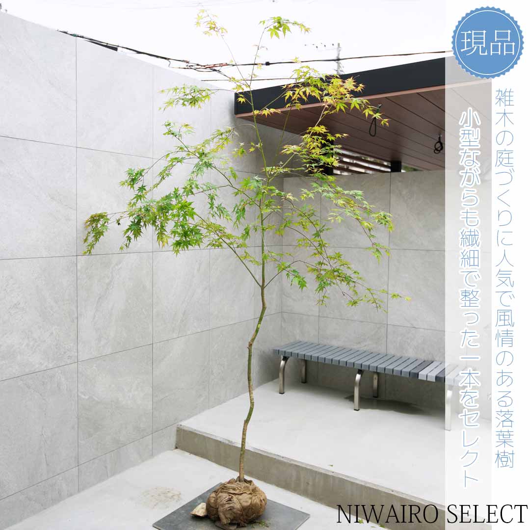 13 福井県産　天然山採り　イロハモミジ 13 福井県産 天然山採り イロハモミジ