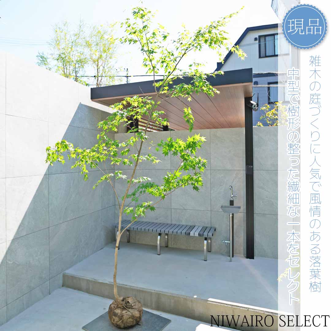 楽天市場】山採り【モミジ】イロハモミジ 自然樹形 樹高H≒260 × 枝張W